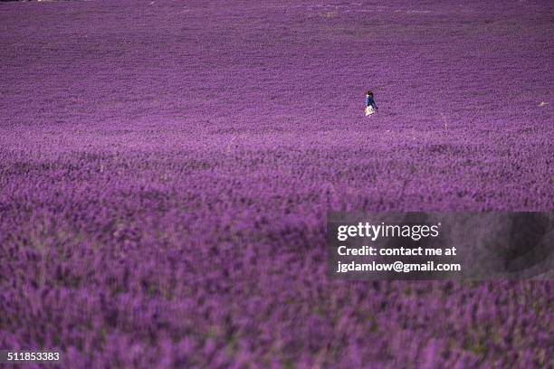 lavender field - aix en provence fotografías e imágenes de stock