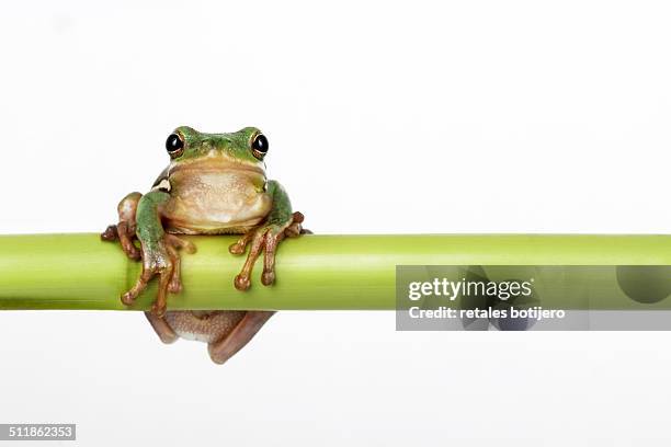green tree frog ,hyla cinerea - rainette verte photos et images de collection