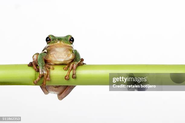 green tree frog ,hyla cinerea - mascotte photos et images de collection