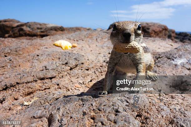 chipmunk stealing a nut - squirrel stealing stock pictures, royalty-free photos & images