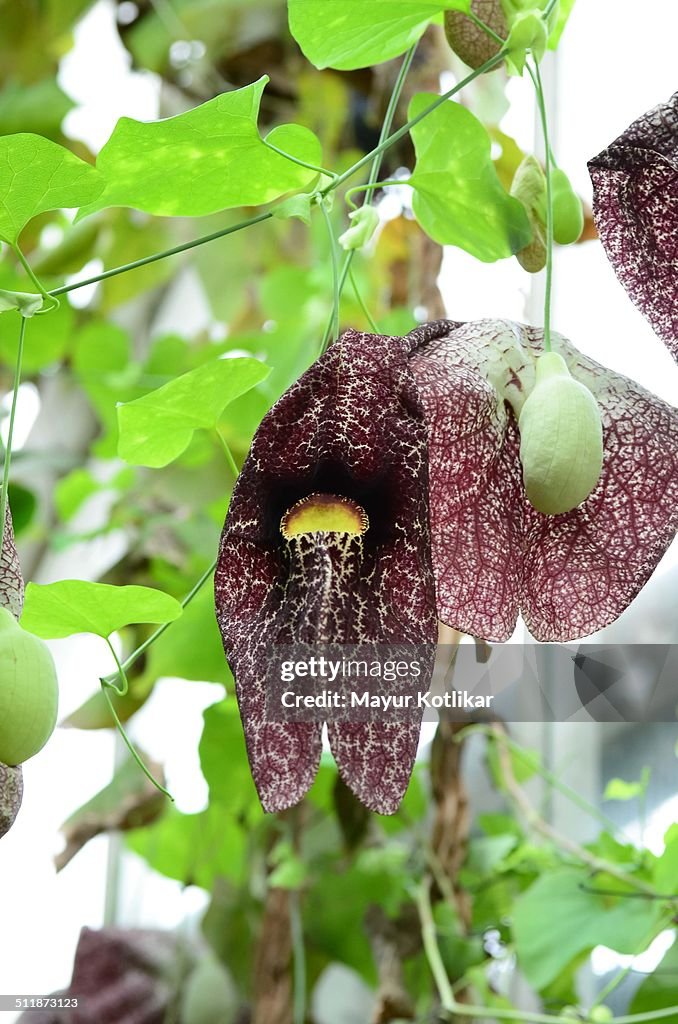 Dracula Orchid