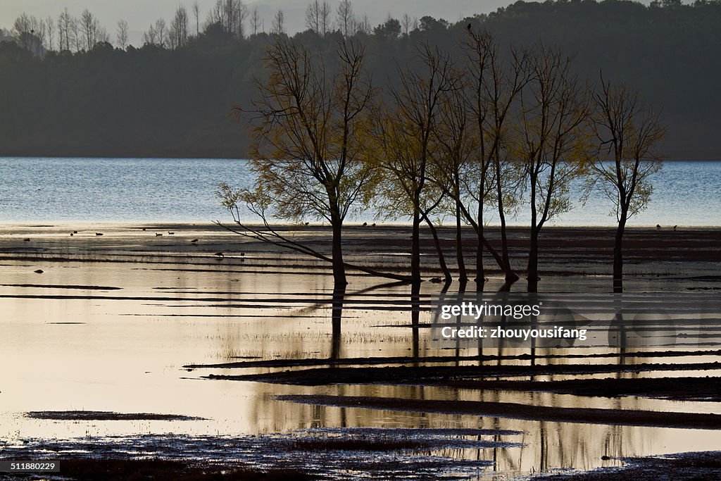 The Wetland of Daqiao