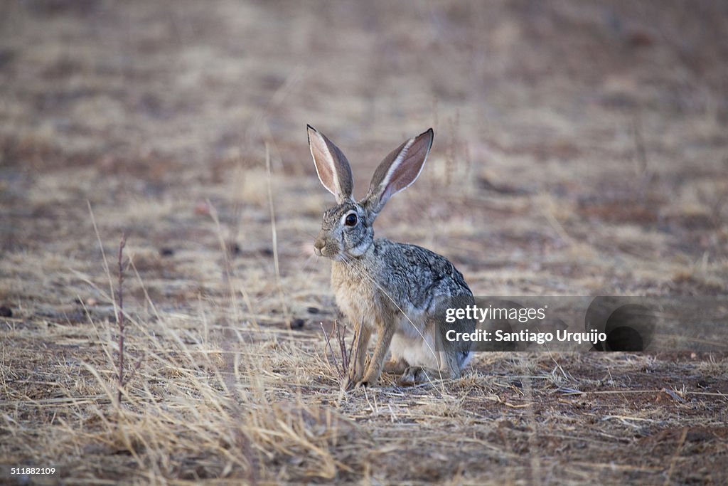African savanna hare in Samburu National Park