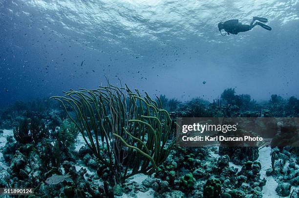 Shallow Driver 2,482 Shallow Diver Stock Photos, High-Res Pictures, and Images - Getty ...