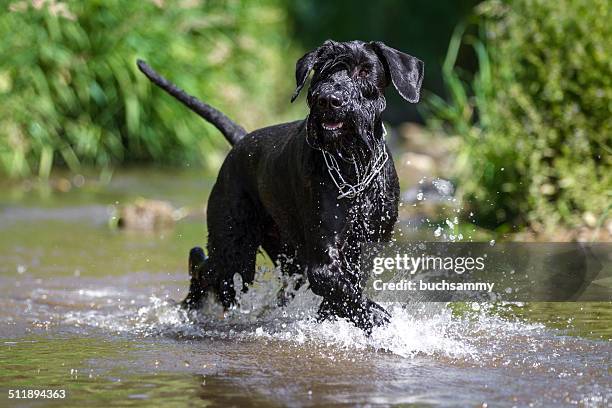 giant - schnauzer stock pictures, royalty-free photos & images