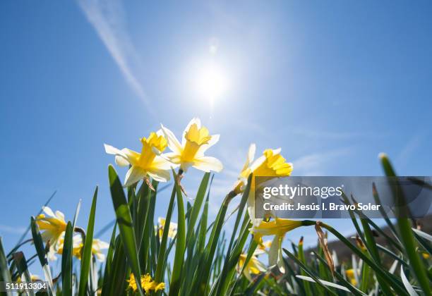 narcisos at valdeolea - daffodil field stock pictures, royalty-free photos & images