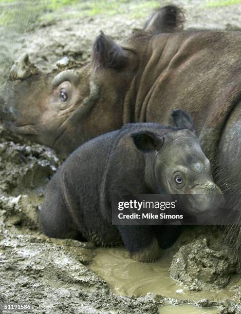 Emi, a Sumatran rhinoceros lies in the mud with her three-week-old female calf at the Cincinnati Zoo and Botanical Garden August 19, 2004 in...