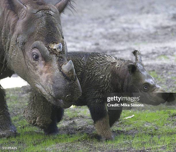 Emi, a Sumatran rhinoceros walks with her three week old female calf at the Cincinnati Zoo and Botanical Garden August 19, 2004 in Cincinnati, Ohio....