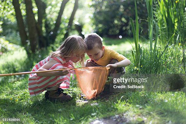 looking at the pond life - children bildbanksfoton och bilder