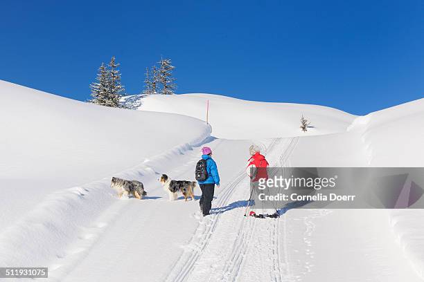 women enjoying winter hiking with dogs - sonnenkopf stock pictures, royalty-free photos & images