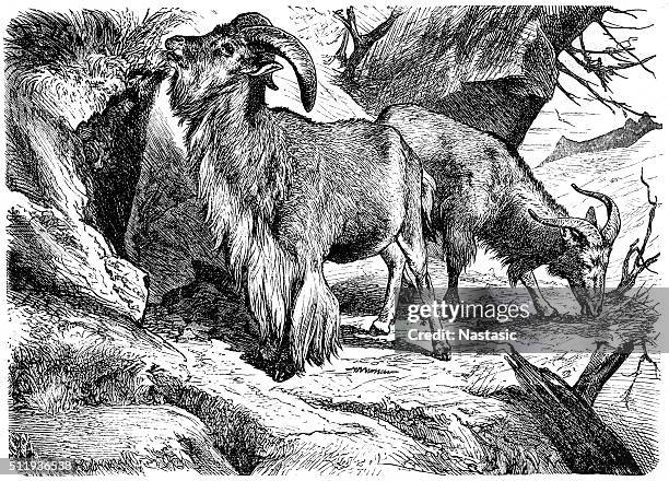 stockillustraties, clipart, cartoons en iconen met barbary sheep (ammotragus lervia) - casalinga