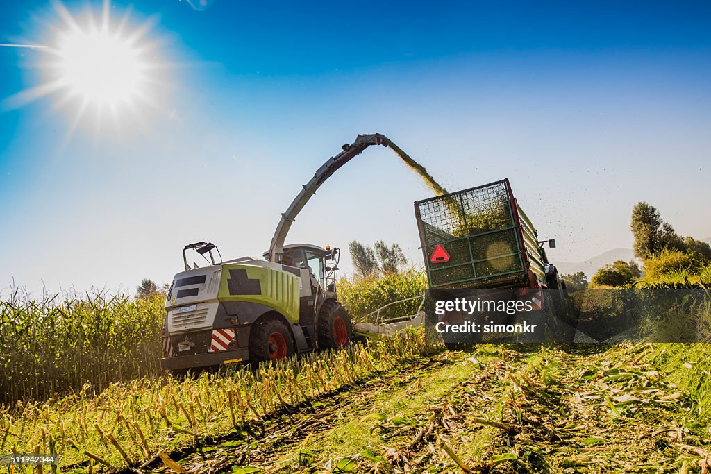 Harvesting in field