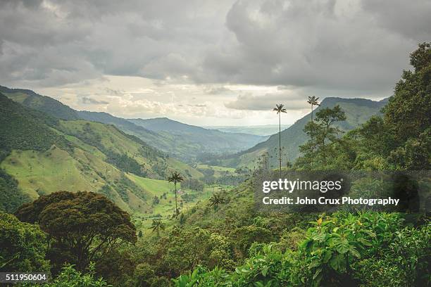 cocora hiking - valle de cocora stock pictures, royalty-free photos & images