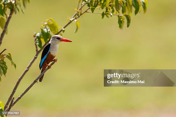 gray heade kingfisher - gray headed kingfisher stock-fotos und bilder