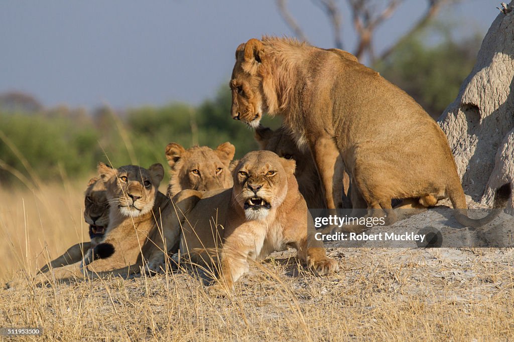 Cecil's Pride of Lions