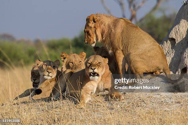 cecil's pride of lions - zimbabwe stock pictures, royalty-free photos & images