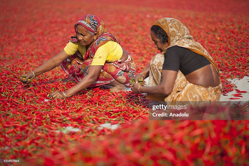 Red chilli pepper processing in Bangladesh