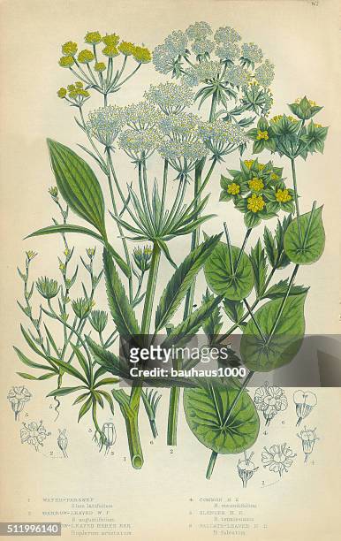parsnip, haresear, hare’s ear, victorian botanical illustration - parsnip stock illustrations
