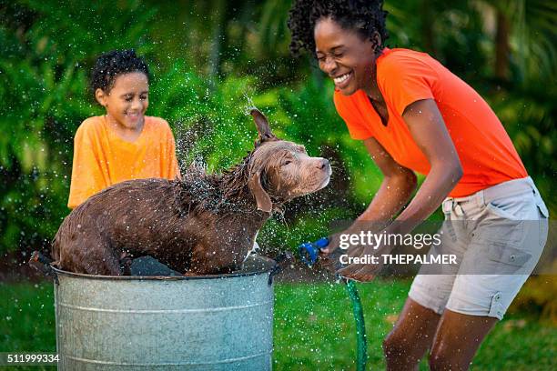 baths are fun - african pit bull stock pictures, royalty-free photos & images