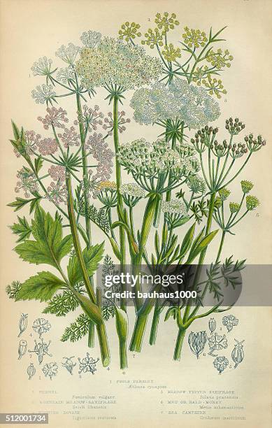 fennel, liquorice, saxifrage, baldmoney, meum athamanticum, camphor, - fennel stock illustrations