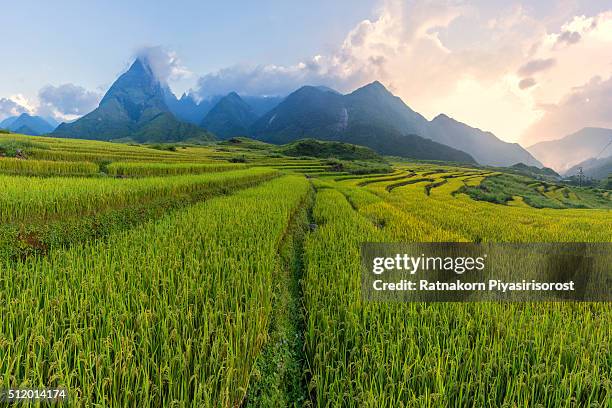 amazing rice terraces with mt. fansipan - sa pa imagens e fotografias de stock