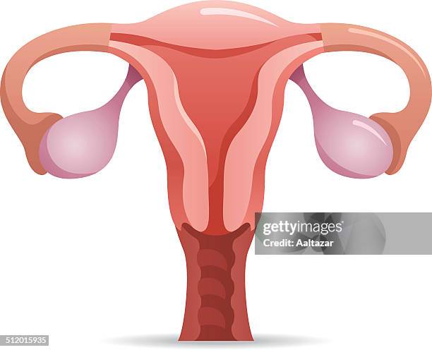 ilustraciones, imágenes clip art, dibujos animados e iconos de stock de el aparato reproductivo femenino - genitalia female