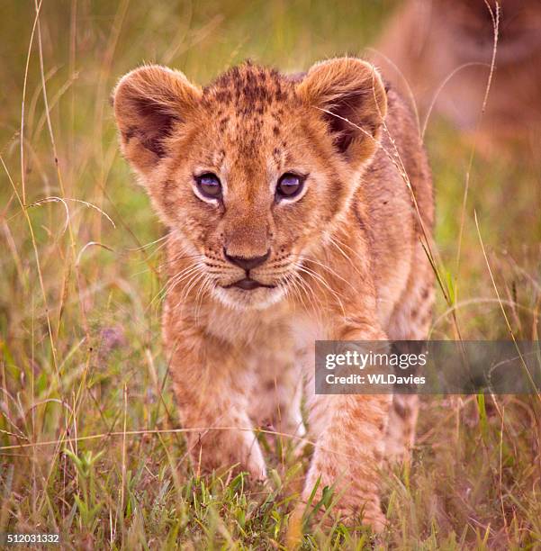 leoncino - cub foto e immagini stock