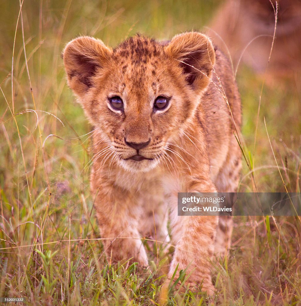 Lion cub