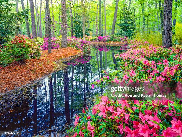 spring in southern woodland garden - landscaped flowers stock pictures, royalty-free photos & images