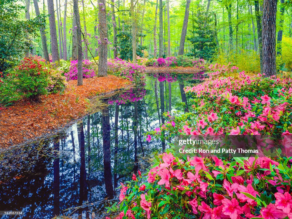 Floresta de Primavera no jardim do Sul