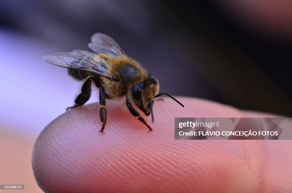 Honey africanized
