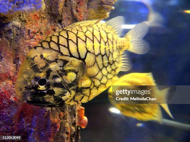 Piniahon Fish Pinecone Fish Photos and Premium High Res Pictures - Getty Images