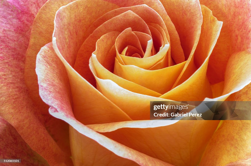 Pastel Colored Rose