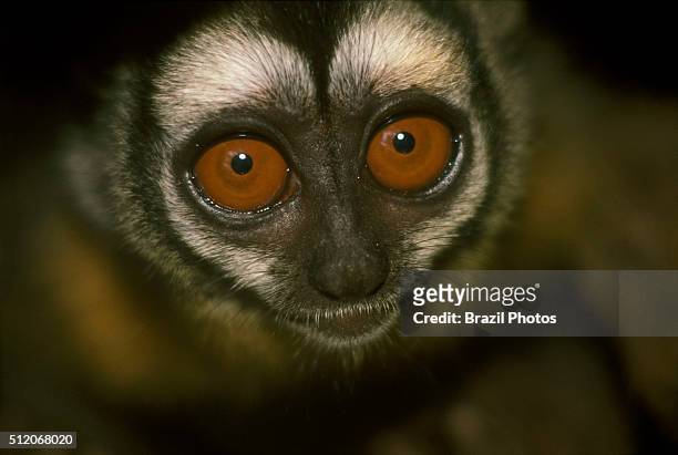 Portrait of the three-striped night monkey , also known as northern night monkey or northern owl monkey, is one of several species of owl monkeys or...