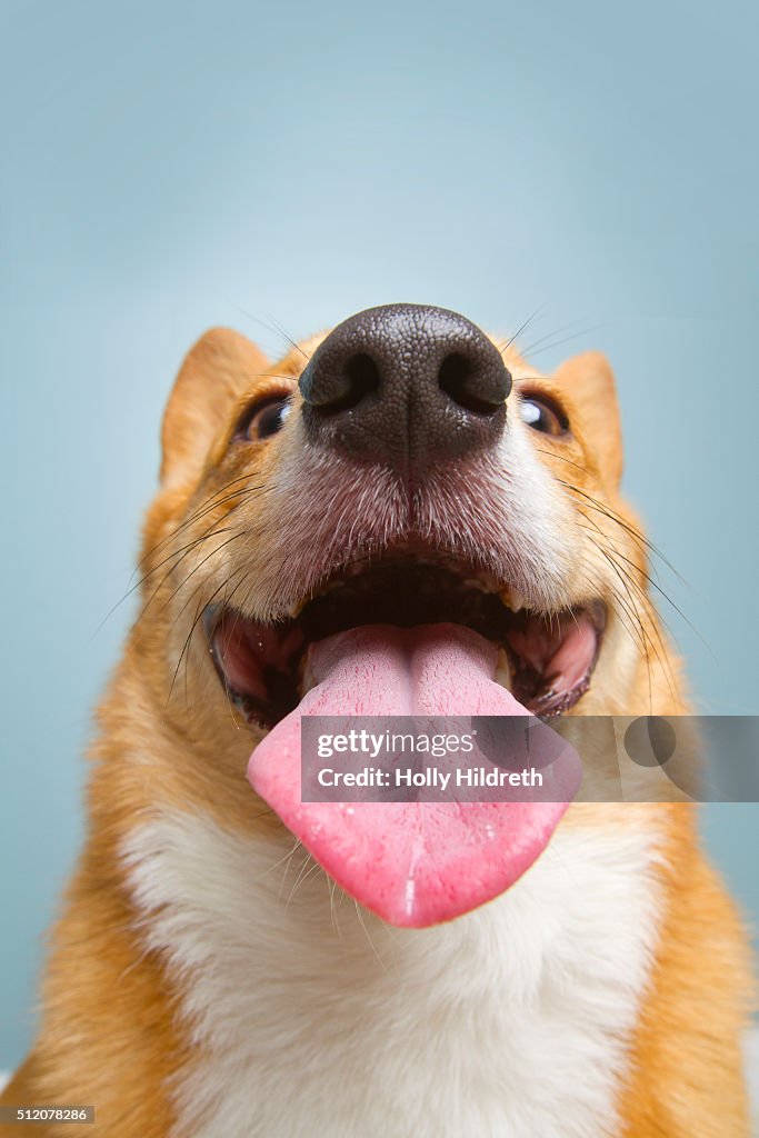 Very happy corgi