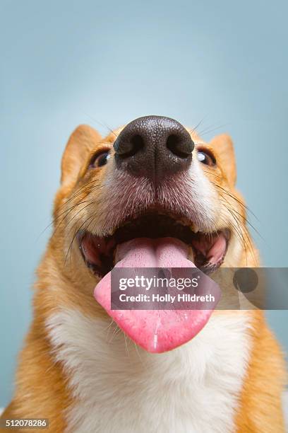 very happy corgi - dog portrait stockfoto's en -beelden