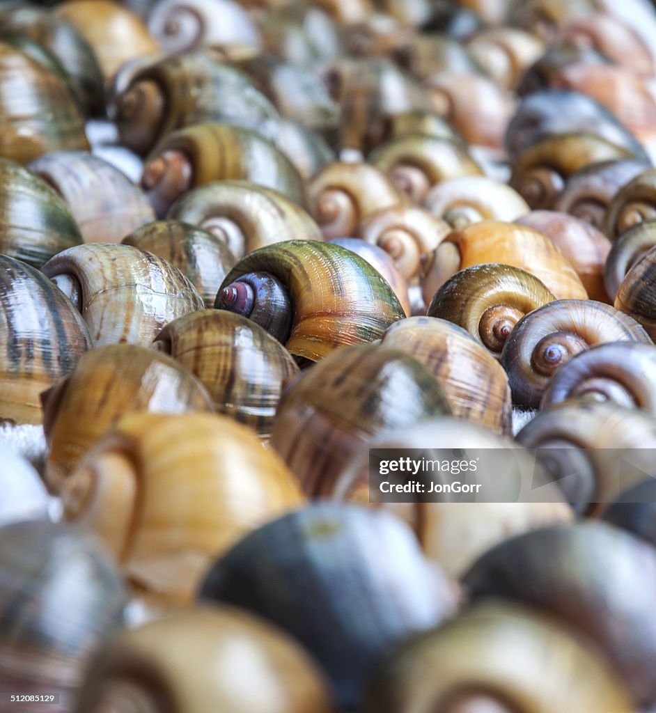 Snails Shells Florida Colorful Florida Apple Snail Shells Macro High-Res Stock Photo - Getty ...
