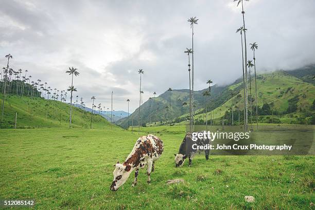 cocora cows - valle de cocora stock pictures, royalty-free photos & images