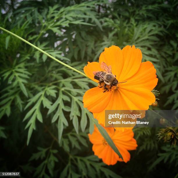 bee on a flower - garden coreopsis flowers stock pictures, royalty-free photos & images