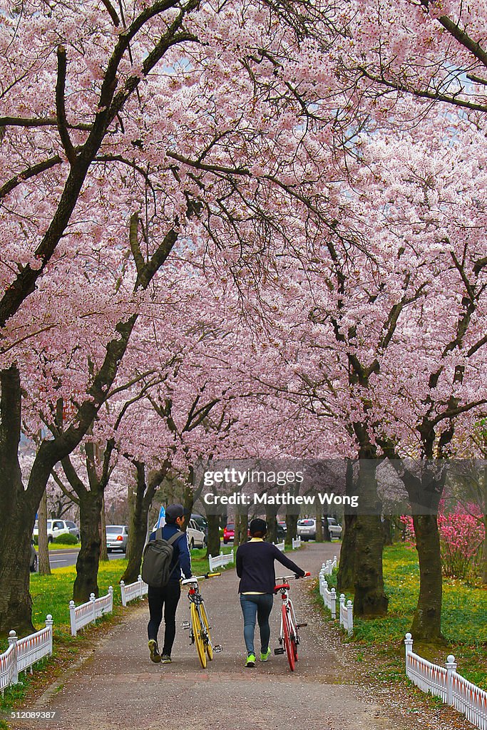 Avenue of Cherry Blossoms