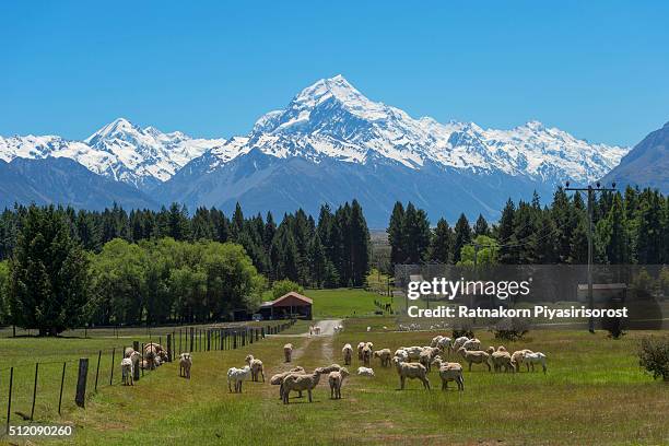 sheep and mt. cook, newzealand - mt cook stock pictures, royalty-free photos & images