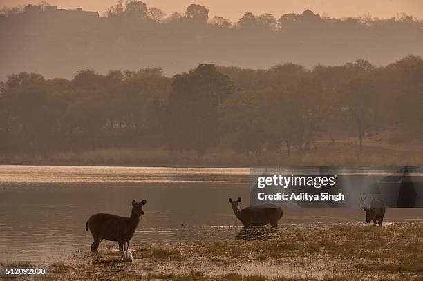 a herd of sambar deer feeding in a lake. - ranthambore fort stock pictures, royalty-free photos & images