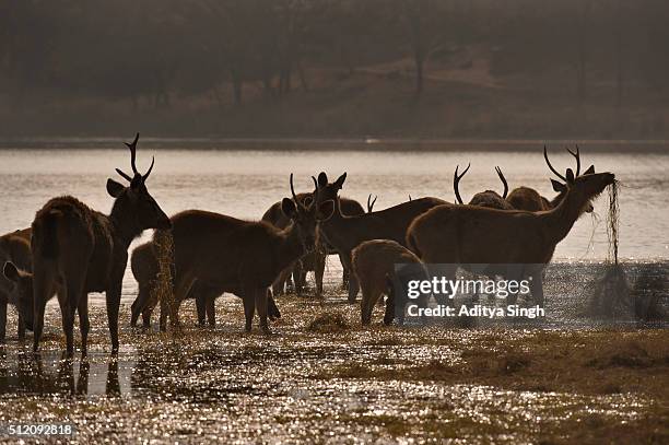 a herd of sambar deer feeding in a lake. - ranthambore fort stock pictures, royalty-free photos & images