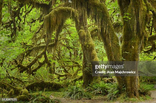 hoh rain forest olympic national park - hoh rainforest stock pictures, royalty-free photos & images