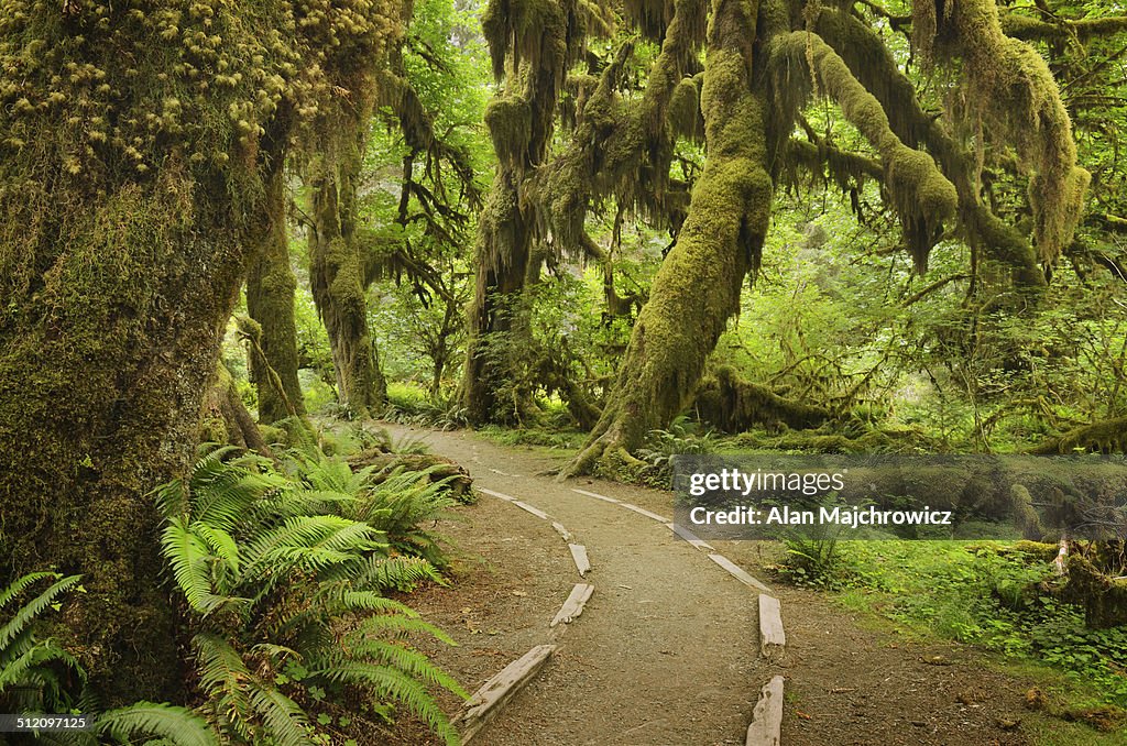 Hoh Rain Forest Olympic National Park High Res Stock Photo Getty Images hoh-rain-forest-olympic-national-park-high-res-stock-photo-getty-images