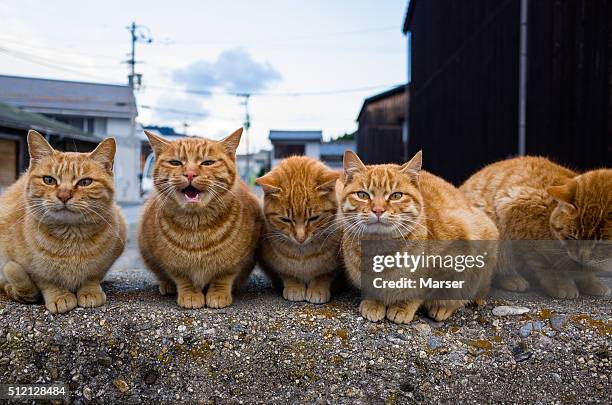 tabby cats on the bulwark - grupo de animales fotografías e imágenes de stock