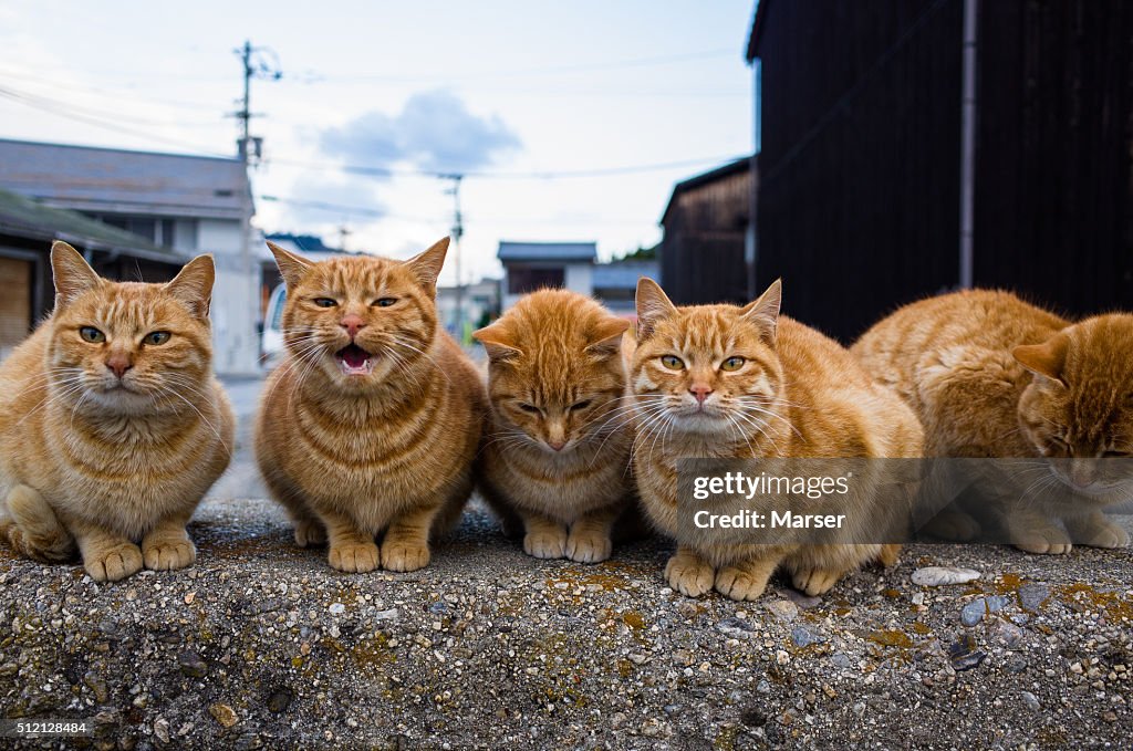 Tabby cats on the bulwark