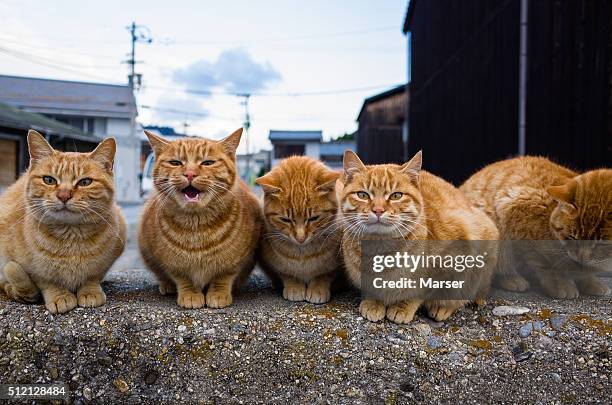 tabby cats on the bulwark - meowing stock pictures, royalty-free photos & images