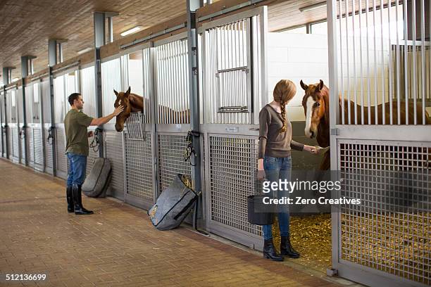 stablehands feeding horses in stables - pferdestall stock-fotos und bilder