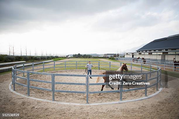 male stablehand training palomino horse around paddock ring - stud farm stock pictures, royalty-free photos & images